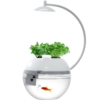 Herb & Fish Connect