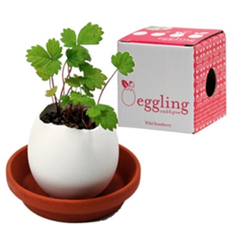 Eggshell Potted Plants